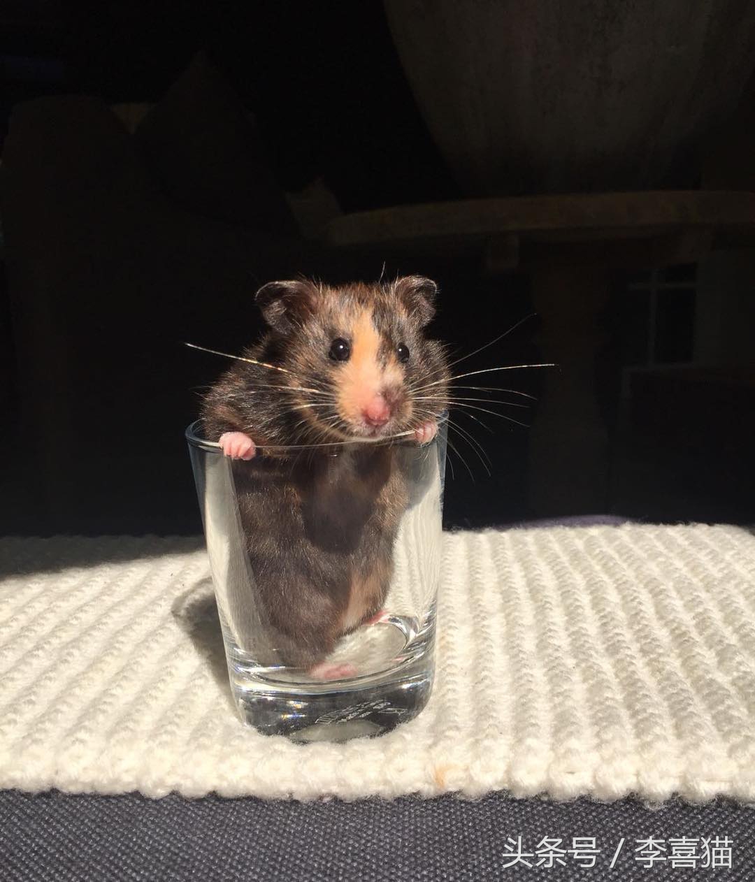 金丝熊仓鼠饲养注意事项,仓鼠金丝熊怎么饲养