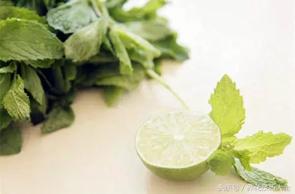 既能观赏又能药用的花草,能保健治病的植物有哪些