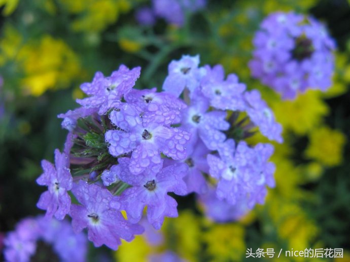 美女樱认不得？只怪它衣服太多