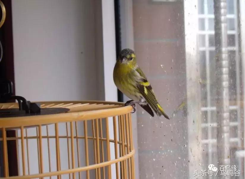 新手养鸟注意事项大全图片,新手养鸟要注意什么