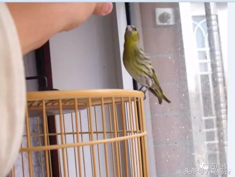 新手养鸟注意事项大全图片,新手养鸟要注意什么