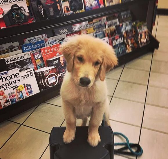 十岁的金毛需要注意什么,金毛几种行为说明真正懂事