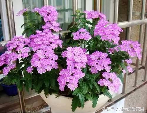 美女樱认不得？只怪它衣服太多