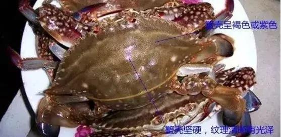 开海了！抖音上的小姐姐，来烟台吧！海鲜管够……