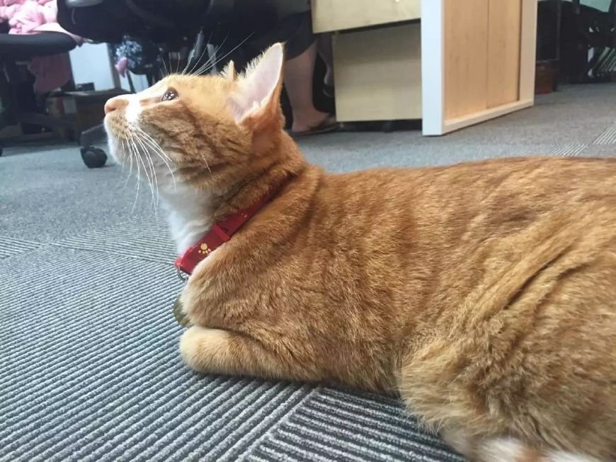 刚到家一个月的小奶猫炸毛,小奶猫吃奶还打架猫妈妈生无可恋