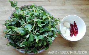 马齿苋凉拌菜方法,凉拌马齿苋怎么做才好吃呢