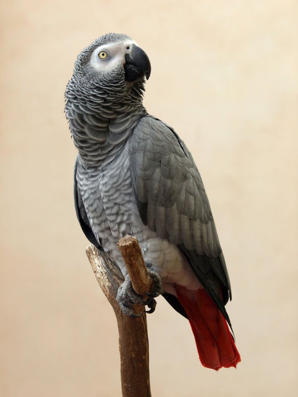 鹦鹉中暑会拉黄水吗,鹦鹉中暑怎么解决