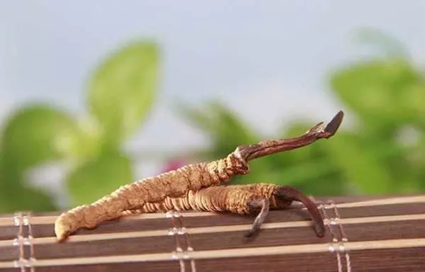 虫草吃了有什么用,吃冬虫夏草会上火吗