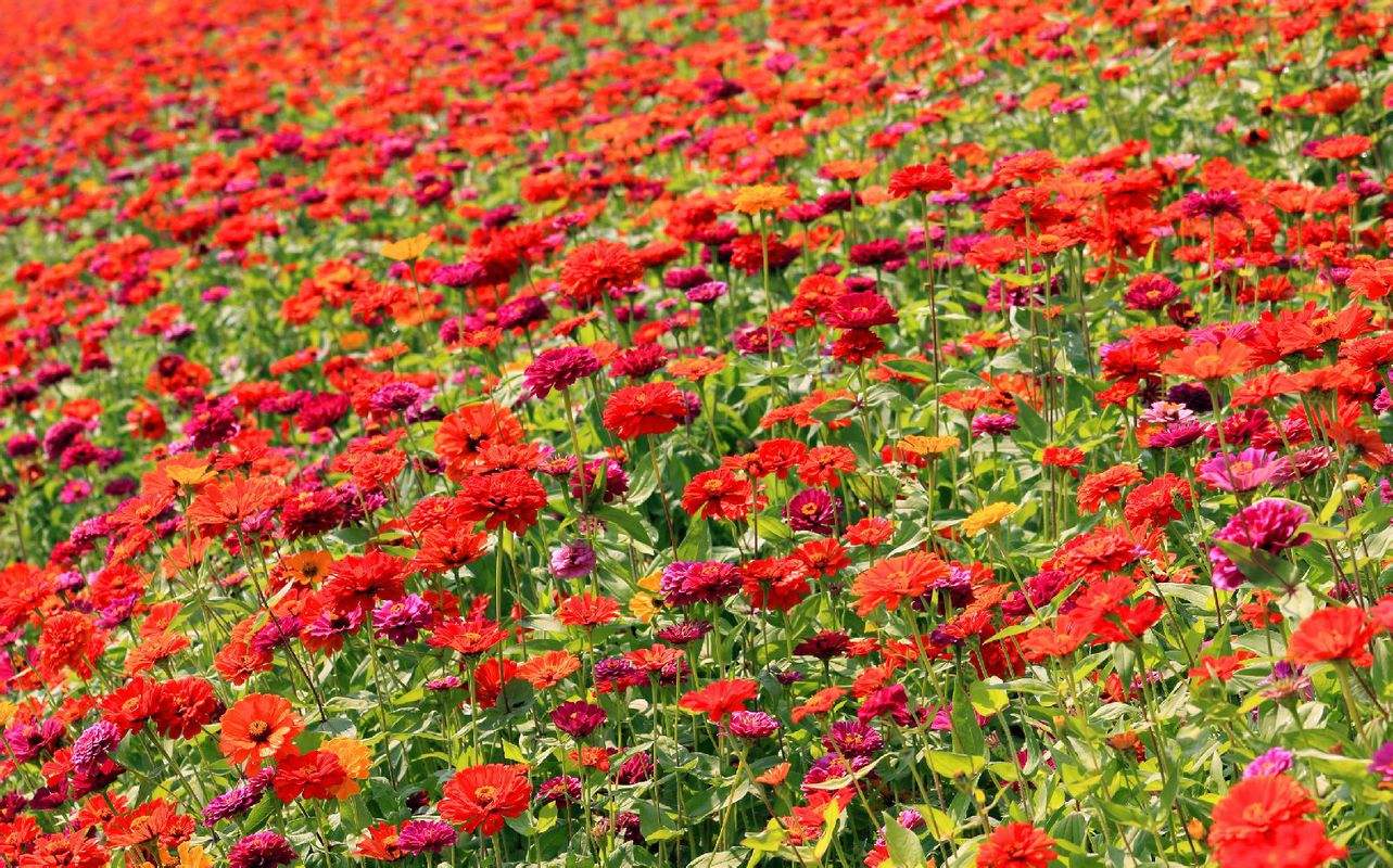 为什么选择重庆定居,为什么选择定居惠州