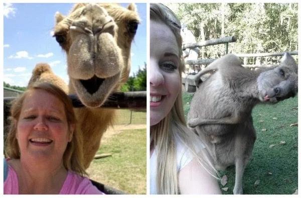 动物搞笑视频抓拍一瞬间,盘点动物搞笑瞬间视频