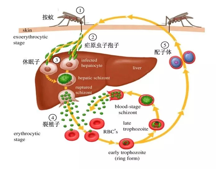 借“刀”杀癌疟原虫立功了!