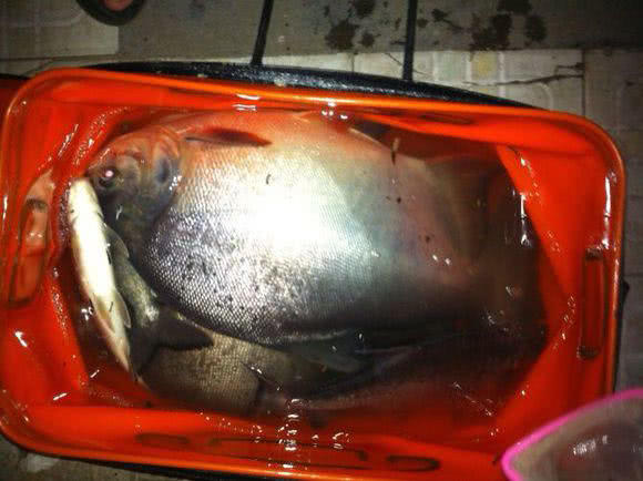 长尾银鲳鱼多少钱一斤,钓鲳鱼怎样溜鱼