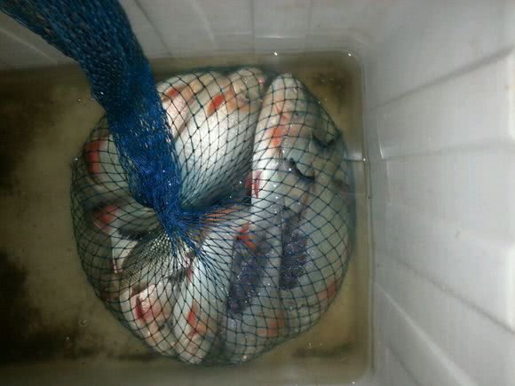 长尾银鲳鱼多少钱一斤,钓鲳鱼怎样溜鱼