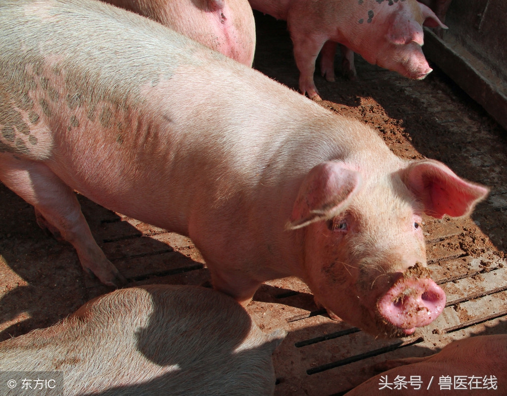 老兽医教你看症状，识猪病！