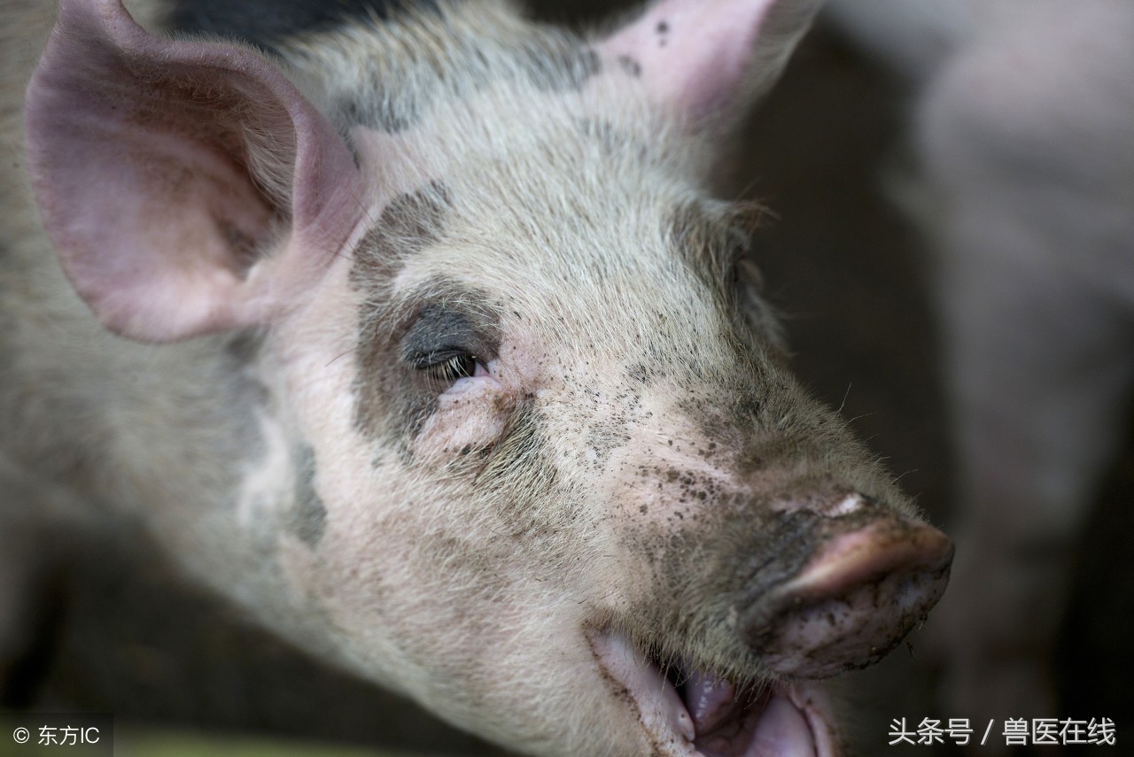 老兽医教你看症状，识猪病！