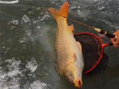 鱼线主线和子线拉力有区别吗,鱼线主线和副线接法