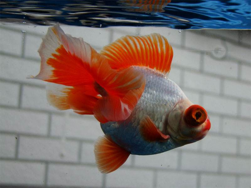 养冷水鱼需不需要使用灯光,加温饲养的鱼