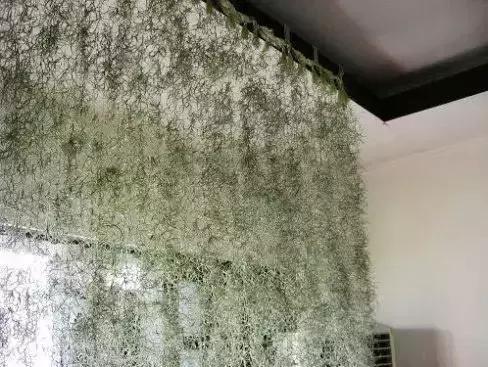 植物窗帘图案,植物窗帘效果图大全