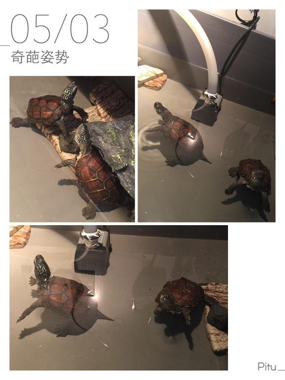 「龟友记录」萌妹子养龟全纪录（第一部）