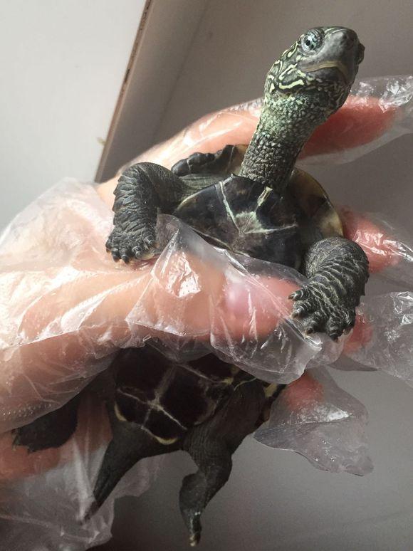 「龟友记录」萌妹子养龟全纪录（第一部）