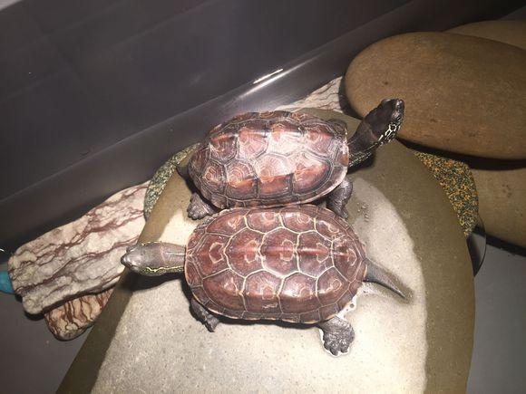 「龟友记录」萌妹子养龟全纪录（第一部）