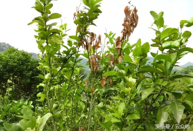 柑橘树食根虫防治,柑橘天牛钻心虫最佳防治方法