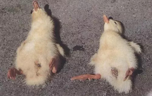 肉鸭软脚原因和治疗方法,肉鸭瘸腿怎么回事