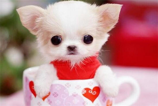 你想养一只柴犬吗,便宜好养的茶杯犬不过100元