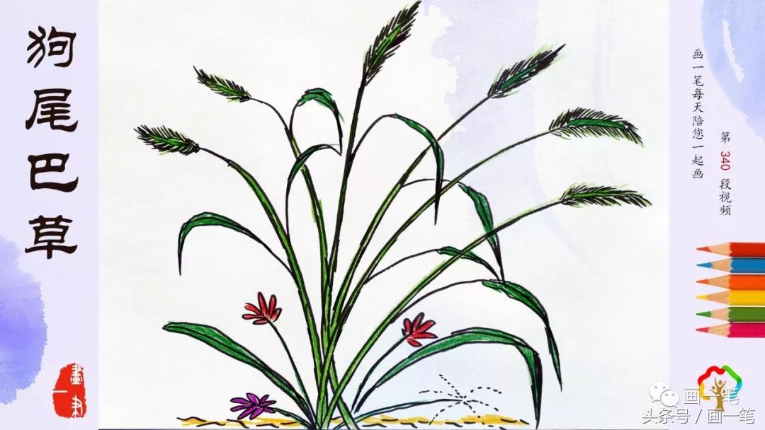 画中草药蒲公英最漂亮,彩铅画蒲公英