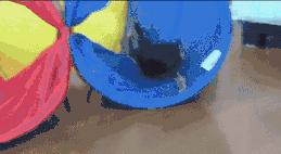 约克夏犬优点和缺点,约克夏犬活泼开朗