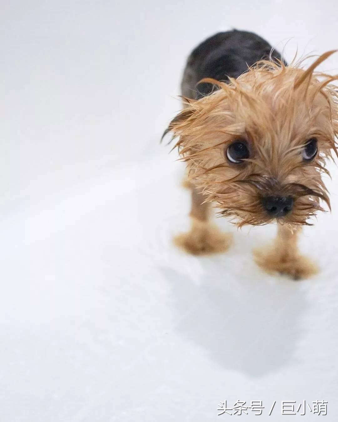 约克夏犬优点和缺点,约克夏犬活泼开朗