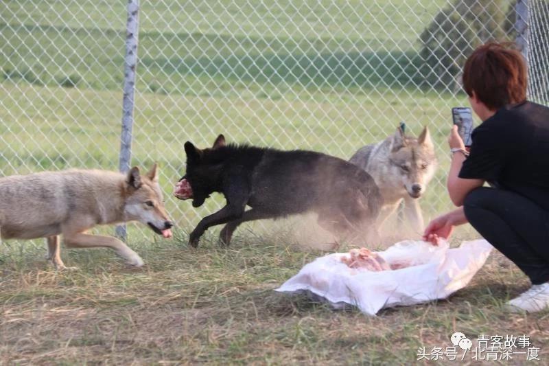 内蒙女孩网络直播养狼收获两百万粉丝关注｜青客故事