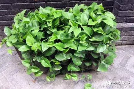 水培绿萝怎么养护长得才茂盛,刚种植的大盆绿萝柱怎么养护