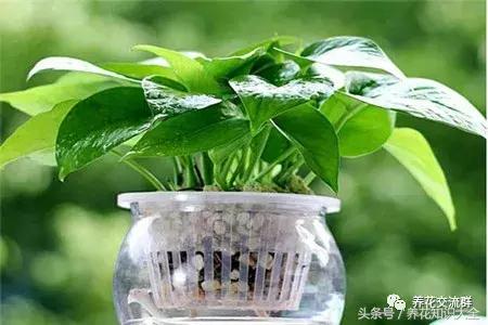 水培绿萝怎么养护长得才茂盛,刚种植的大盆绿萝柱怎么养护