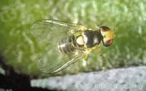 种菜病虫害的防治口诀,种菜小知识大全预防病虫害