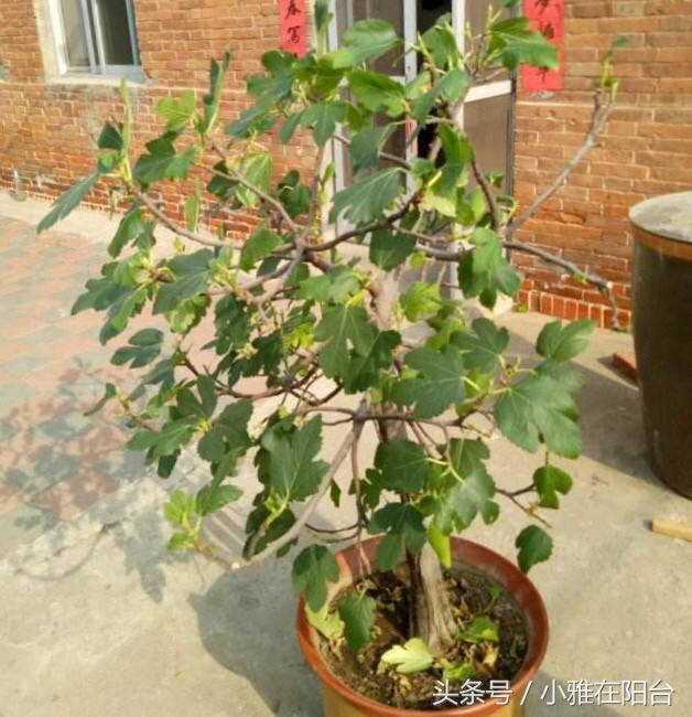 无花果枝繁叶茂,刚刚种的无花果怎么提高成活率