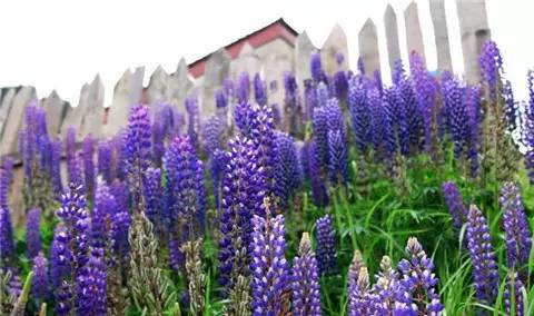 藏西的风景,藏西有哪些景点