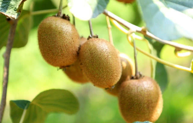 陕西最大的千年古县,陕西西安周至猕猴桃之乡