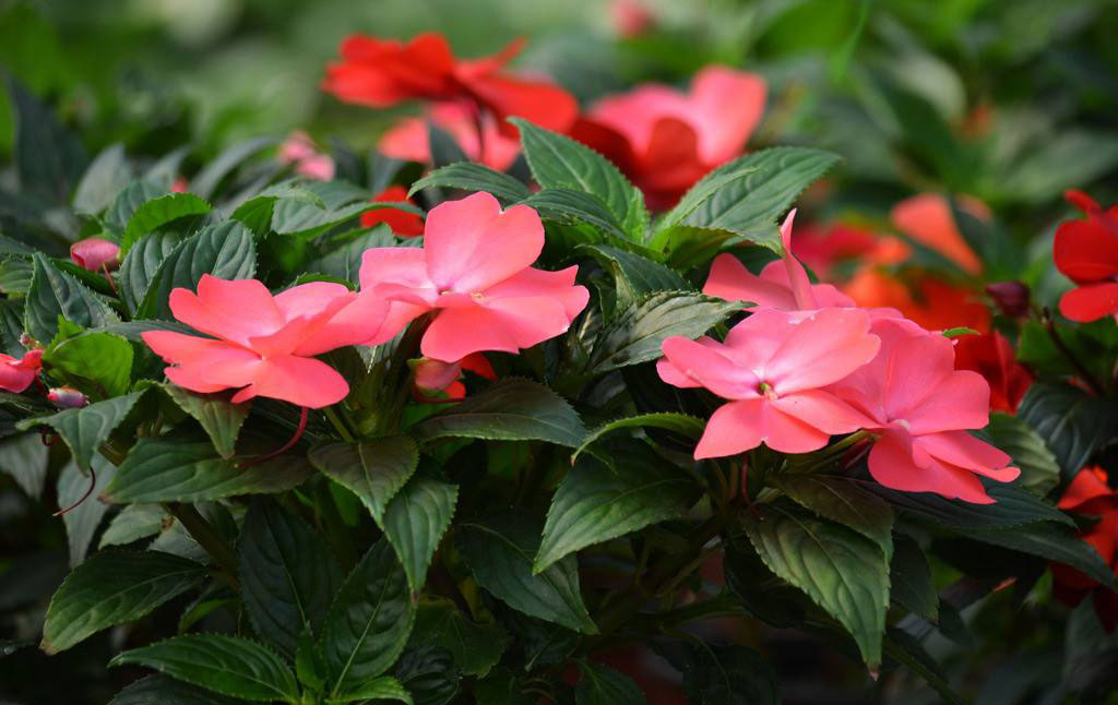 属鸡人养什么植物最旺,十二生肖幸运植物
