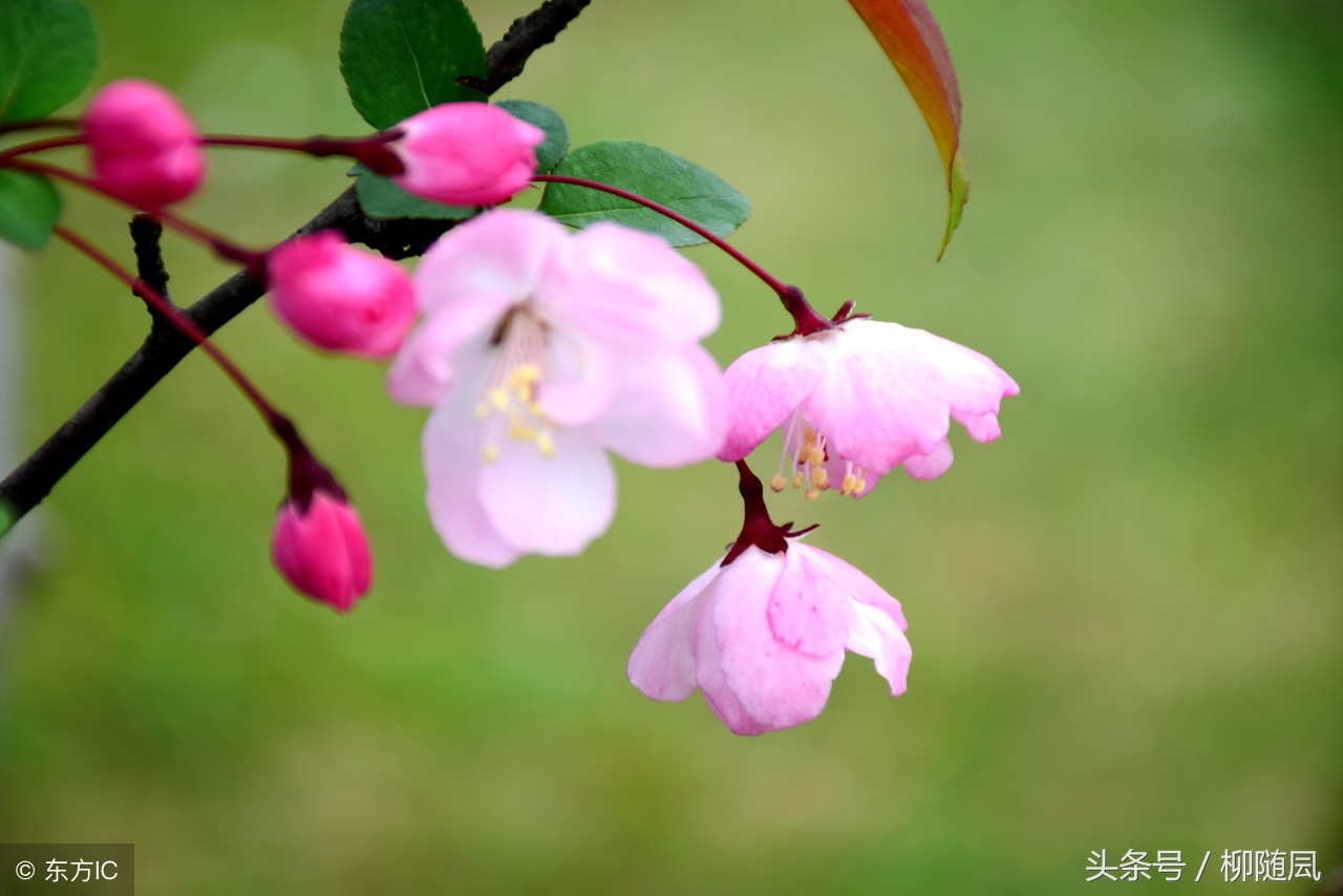 一个女孩写的情书,女孩用烟名写情书