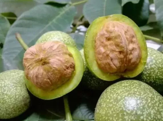 此物号称植物界的唐僧肉！补大脑，益心脏还能缓解失眠！