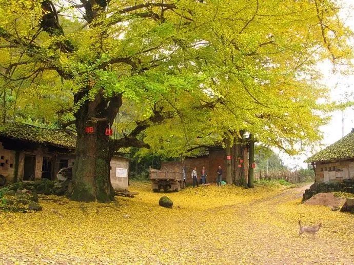 贵州什么季节最合适去旅行,未来三年贵州旅游攻略计划