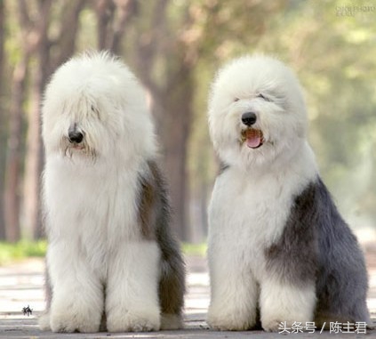 世界名犬前十名,世界名犬排名前十名图片