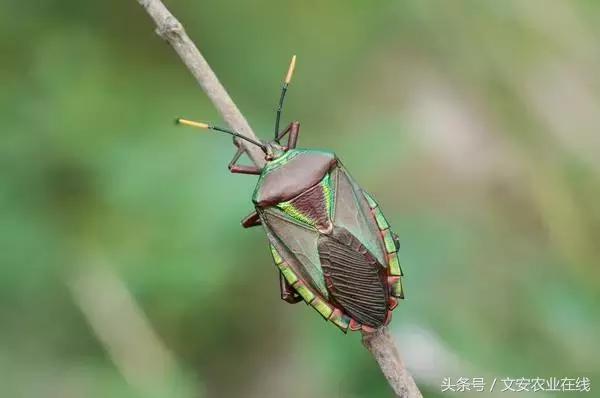 常见昆虫分类有哪些,常见农业昆虫分类