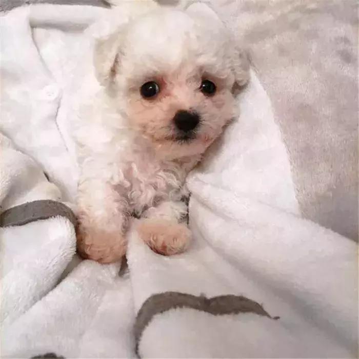 比熊幼犬感染寄生虫的五个症状,狗狗拉稀老不好,多半是这种虫!