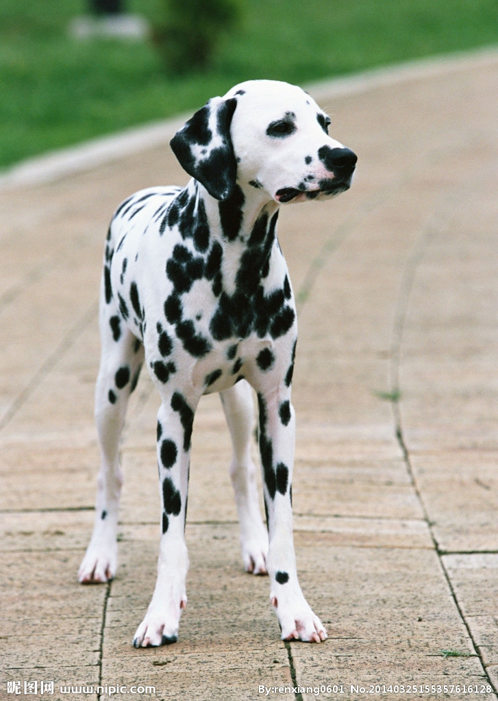 狗的种类大全,狗的种类大概介绍