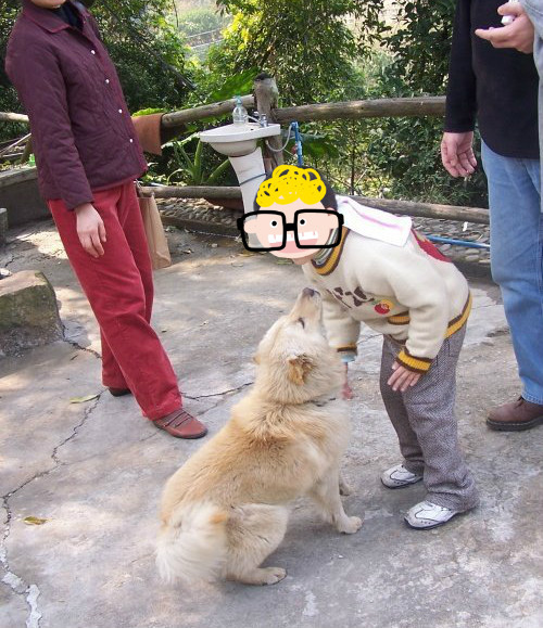 从小养的土狗会咬人吗,小土狗突然咬人