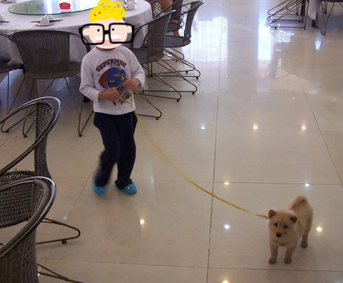 从小养的土狗会咬人吗,小土狗突然咬人