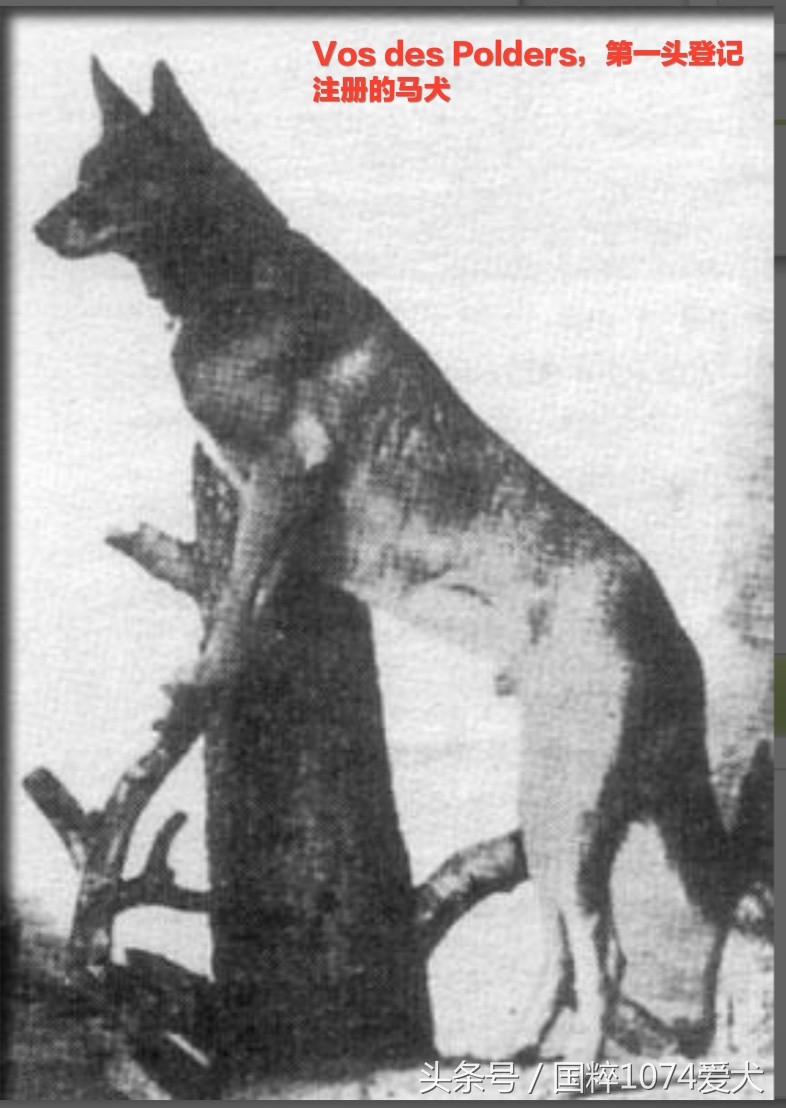 「可能是史上最清晰科普文章」系列之马犬起源和马犬的傲慢与偏见