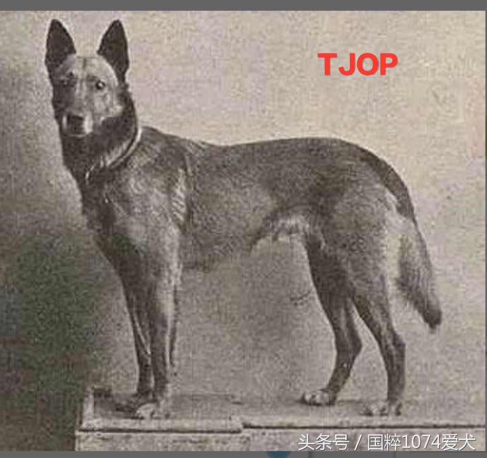 「可能是史上最清晰科普文章」系列之马犬起源和马犬的傲慢与偏见